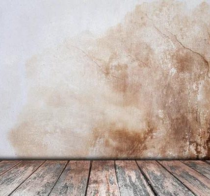 Why Professional Mold Remediation in Boca Raton is Crucial