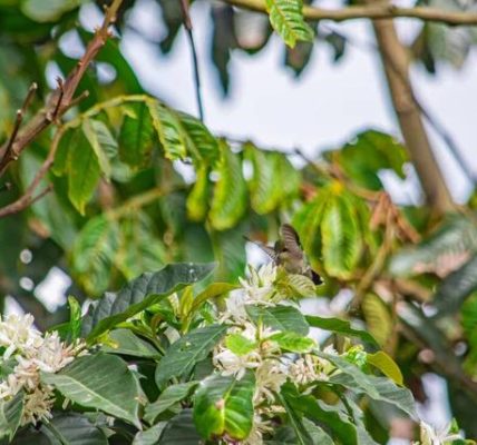 How to Monetize Your Live Kolibri Performances