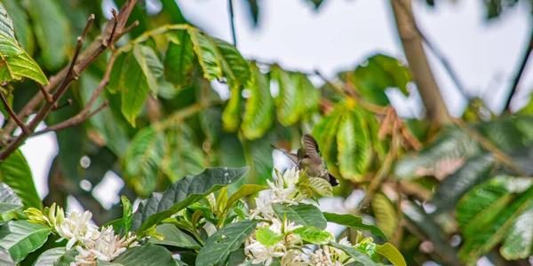 How to Monetize Your Live Kolibri Performances