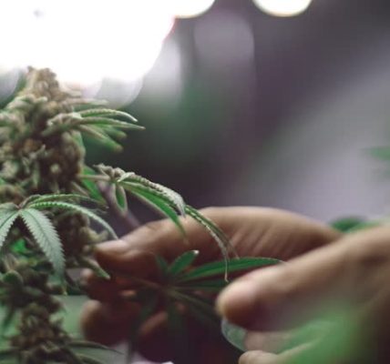 Exploring THCA Flower and THC Vapes for Modern Cannabis Users