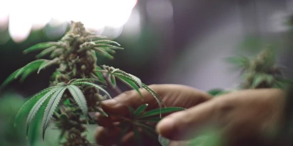 Exploring THCA Flower and THC Vapes for Modern Cannabis Users