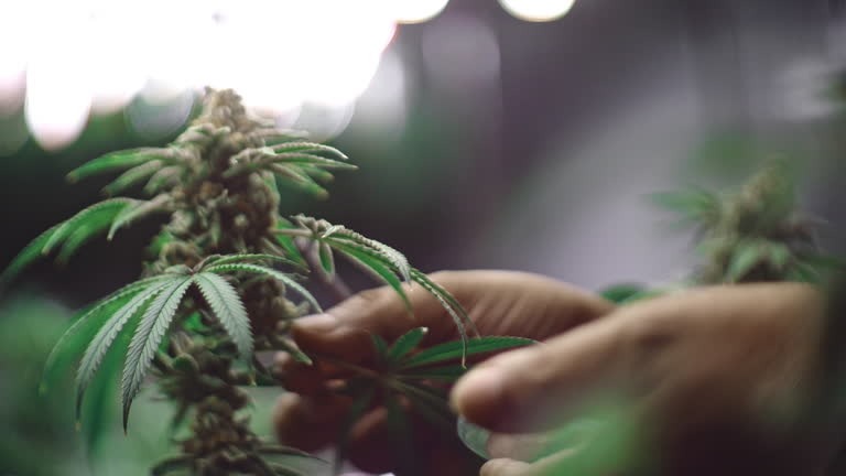 Exploring THCA Flower and THC Vapes for Modern Cannabis Users