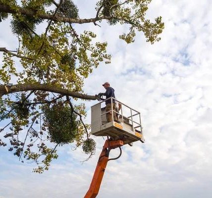 Complete Tree Cutting Service for Safe and Clean Properties