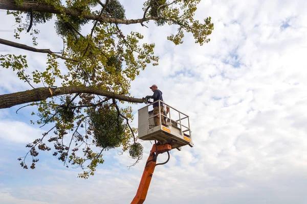 Complete Tree Cutting Service for Safe and Clean Properties